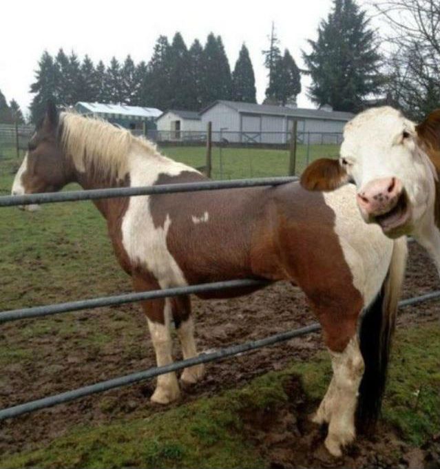 cow-photobomb.jpg