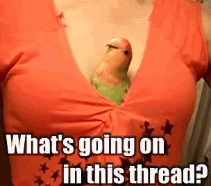 bird.gif