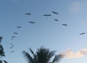 Pelis 4_23_13  132.jpg