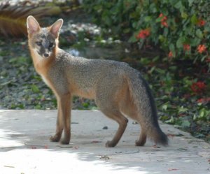 Fox at O 208   308.jpg