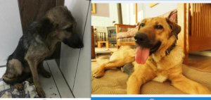 comparison june 2018.JPG