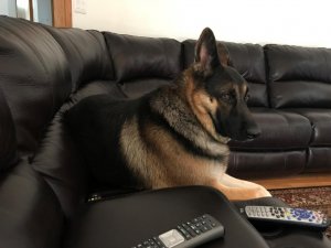 Duke 5.jpg