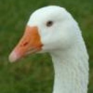 AO